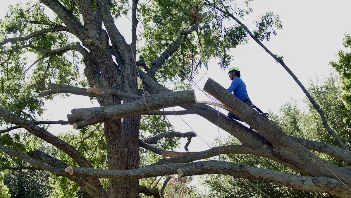 Professional Crown Thinning performed by certified arborists in Clemons