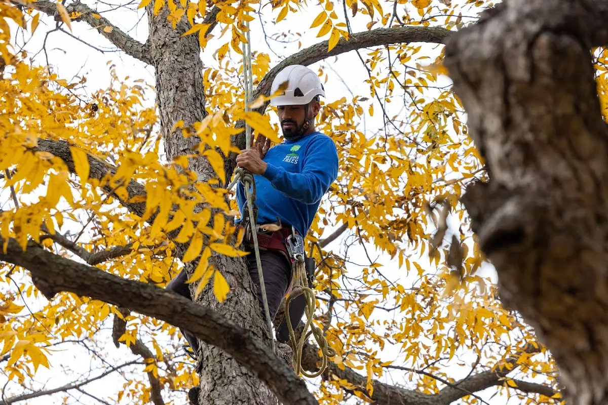 Skilled Tree Transplanting crew working in Clemons